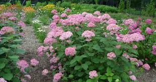 Attēlu rezultāti vaicājumam “Hydrangea arborescens subsp. discolor”