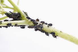 Attēlu rezultāti vaicājumam “Sternorrhyncha”