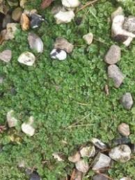 Attēlu rezultāti vaicājumam “Marchantiopsida”