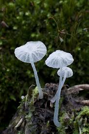 Attēlu rezultāti vaicājumam “Delicatula integrella”