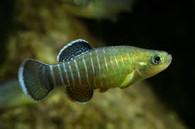 Attēlu rezultāti vaicājumam “Aphis farinosa”