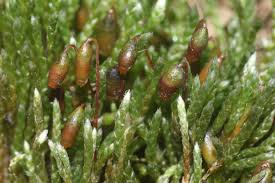 Attēlu rezultāti vaicājumam “Bryum bimum sporophyte”