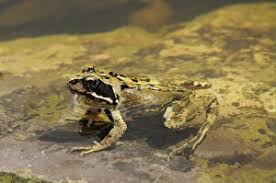 Attēlu rezultāti vaicājumam “Rana temporaria adult”