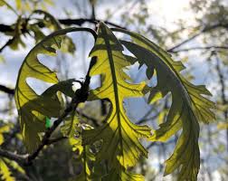 Attēlu rezultāti vaicājumam “Cribraria macrocarpa young”