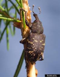 Attēlu rezultāti vaicājumam “Hylobius pinastri”