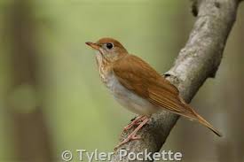 Image result for Catharus fuscescens