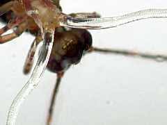 Attēlu rezultāti vaicājumam “Ptenothrix sp.”