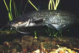 Image result for Silurus glanis