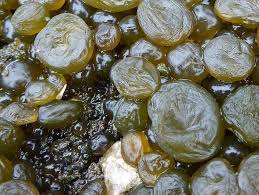 Attēlu rezultāti vaicājumam “Nostoc pruniforme”