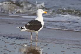 Attēlu rezultāti vaicājumam “Larus marinus adult”