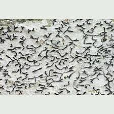 Attēlu rezultāti vaicājumam “Graphis scripta”