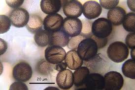 Attēlu rezultāti vaicājumam “Badhamia affinis var. microspora”