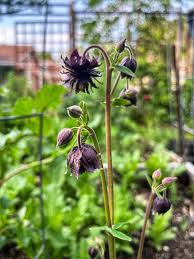 Image result for Aquilegia vulgaris