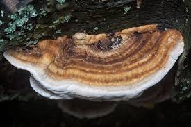 Attēlu rezultāti vaicājumam “Taleporia tubulosa”