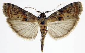 Attēlu rezultāti vaicājumam “Phycita roborella”