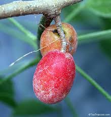 Attēlu rezultāti vaicājumam “Pulmonaria angustifolia fruit”