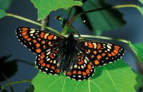 Attēlu rezultāti vaicājumam “Euphydryas maturna pupa”