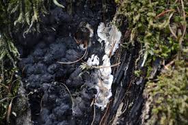 Attēlu rezultāti vaicājumam “Kretzschmaria deusta”