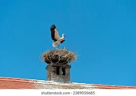 Attēlu rezultāti vaicājumam “Ciconia ciconia nest”