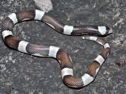 Attēlu rezultāti vaicājumam “Nardia geoscyphus”