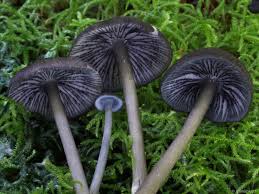 Attēlu rezultāti vaicājumam “Entoloma vernum”