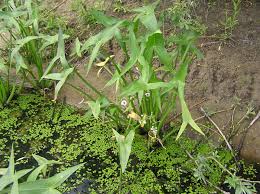 Attēlu rezultāti vaicājumam “Sagittaria sagittifolia”