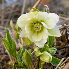 Attēlu rezultāti vaicājumam “Helleborus niger flower”