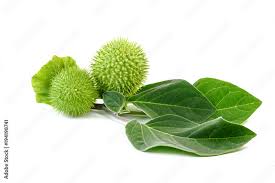 Attēlu rezultāti vaicājumam “Datura stramonium fruit”