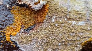 Attēlu rezultāti vaicājumam “Badhamia utricularis plasmodium”