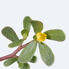 Attēlu rezultāti vaicājumam “Portulaca oleracea leaf”