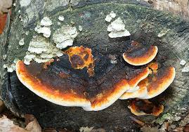 Attēlu rezultāti vaicājumam “Gloeophyllum abietinum”