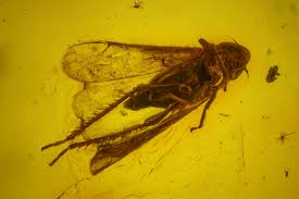 Attēlu rezultāti vaicājumam “Aphodius sp. imago”