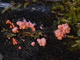 Attēlu rezultāti vaicājumam “Lycogala epidendrum aggr. macro”