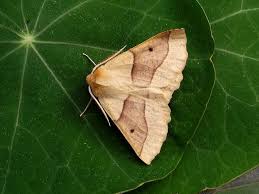 Attēlu rezultāti vaicājumam “Crocallis elinguaria larva”