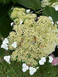 Attēlu rezultāti vaicājumam “Hydrangea arborescens flower”