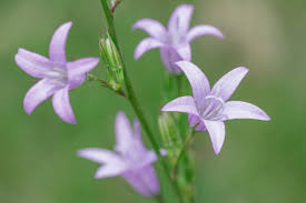 Image result for Campanula rapunculus