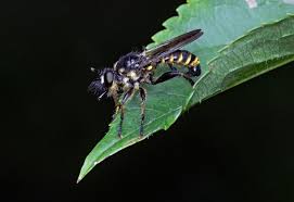 Attēlu rezultāti vaicājumam “Choerades sp.”