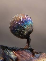 Attēlu rezultāti vaicājumam “Lamproderma arcyrioides macro”