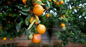 Attēlu rezultāti vaicājumam “Libanotis montana fruit”