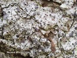 Attēlu rezultāti vaicājumam “Cliostomum corrugatum”