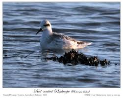 Attēlu rezultāti vaicājumam “Phalaropus lobatus”