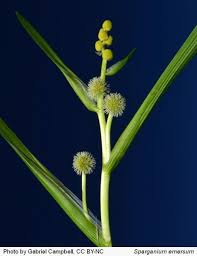 Attēlu rezultāti vaicājumam “Sparganium minimum leaf”
