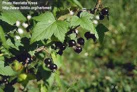 Attēlu rezultāti vaicājumam “Ribes nigrum fruit”