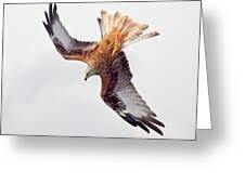 Image result for Milvus milvus