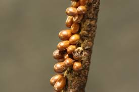 Attēlu rezultāti vaicājumam “Physarum bitectum sessile”