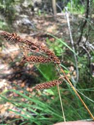 Attēlu rezultāti vaicājumam “Carex capillaris fruit”