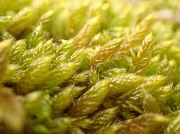 Attēlu rezultāti vaicājumam “Hypnum cupressiforme var. lacunosum”