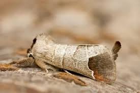 Attēlu rezultāti vaicājumam “Clostera pigra”