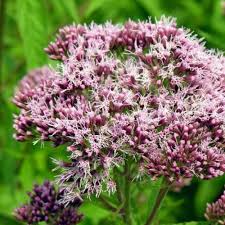 Image result for Eupatorium cannabinum