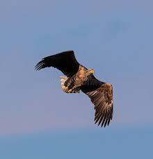 Attēlu rezultāti vaicājumam “Haliaeetus albicilla adult”